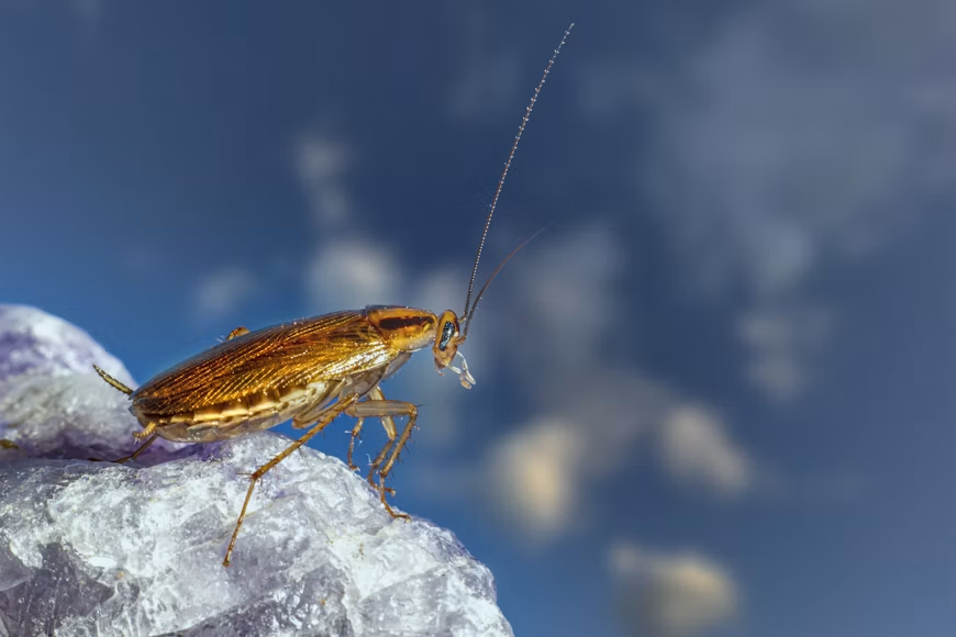 Outdoor porch light at night attracting flying insects and wood roaches