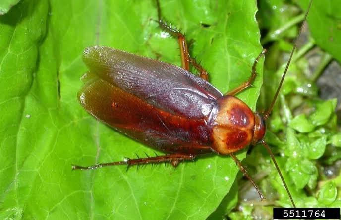 Cockroach infestation in kitchen