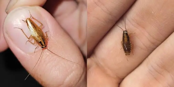 American Cockroach Identification, Prevention, Treatment and Professional Pest Control Guide