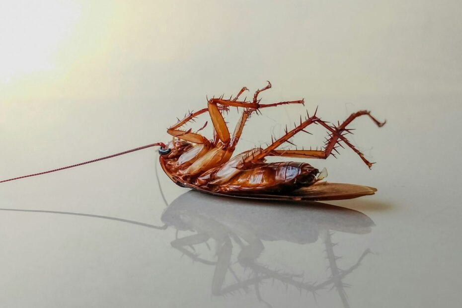 Dead cockroach lying on its back on a kitchen tile floor.