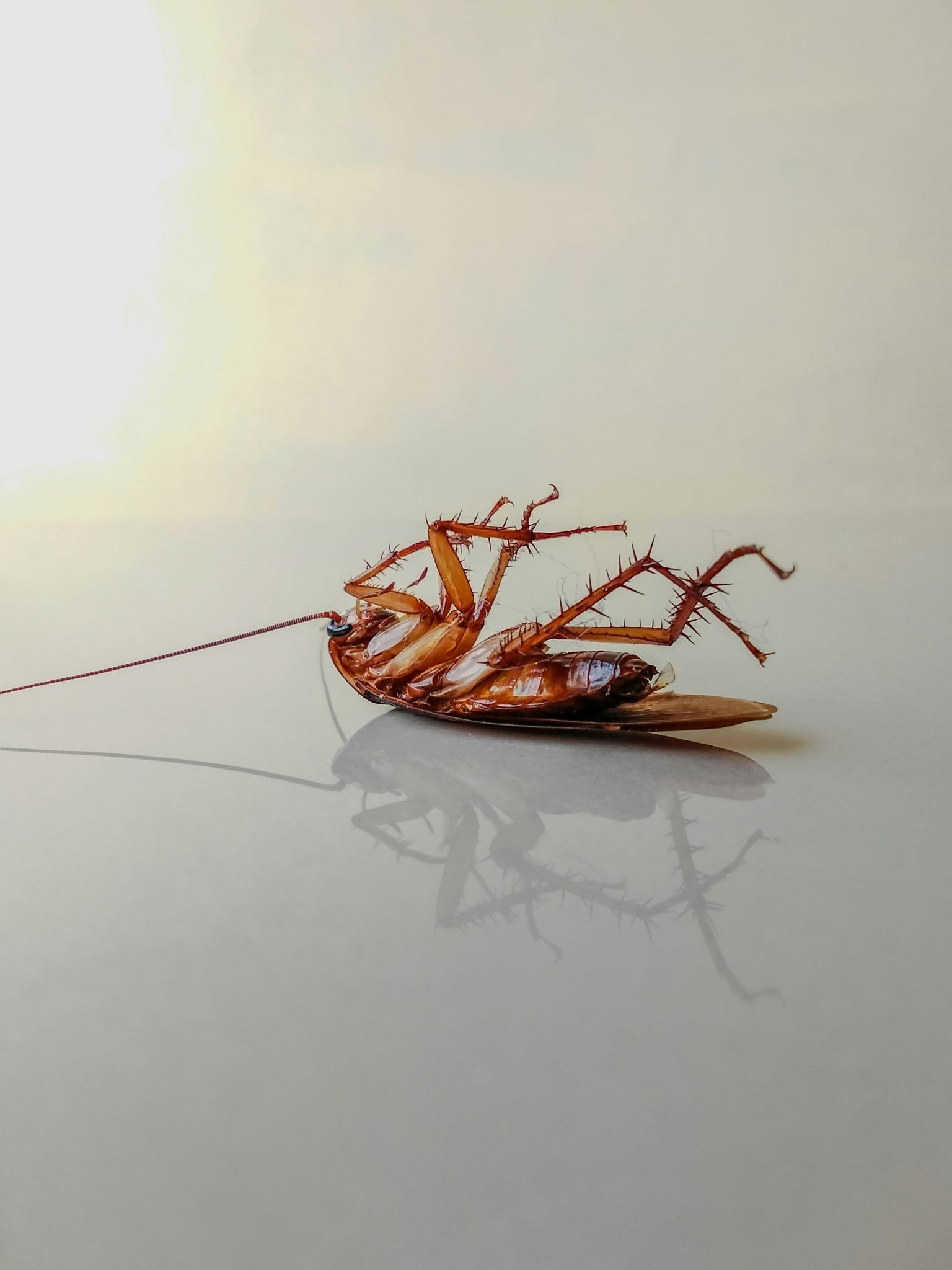 Dead cockroach lying on its back on a kitchen tile floor.