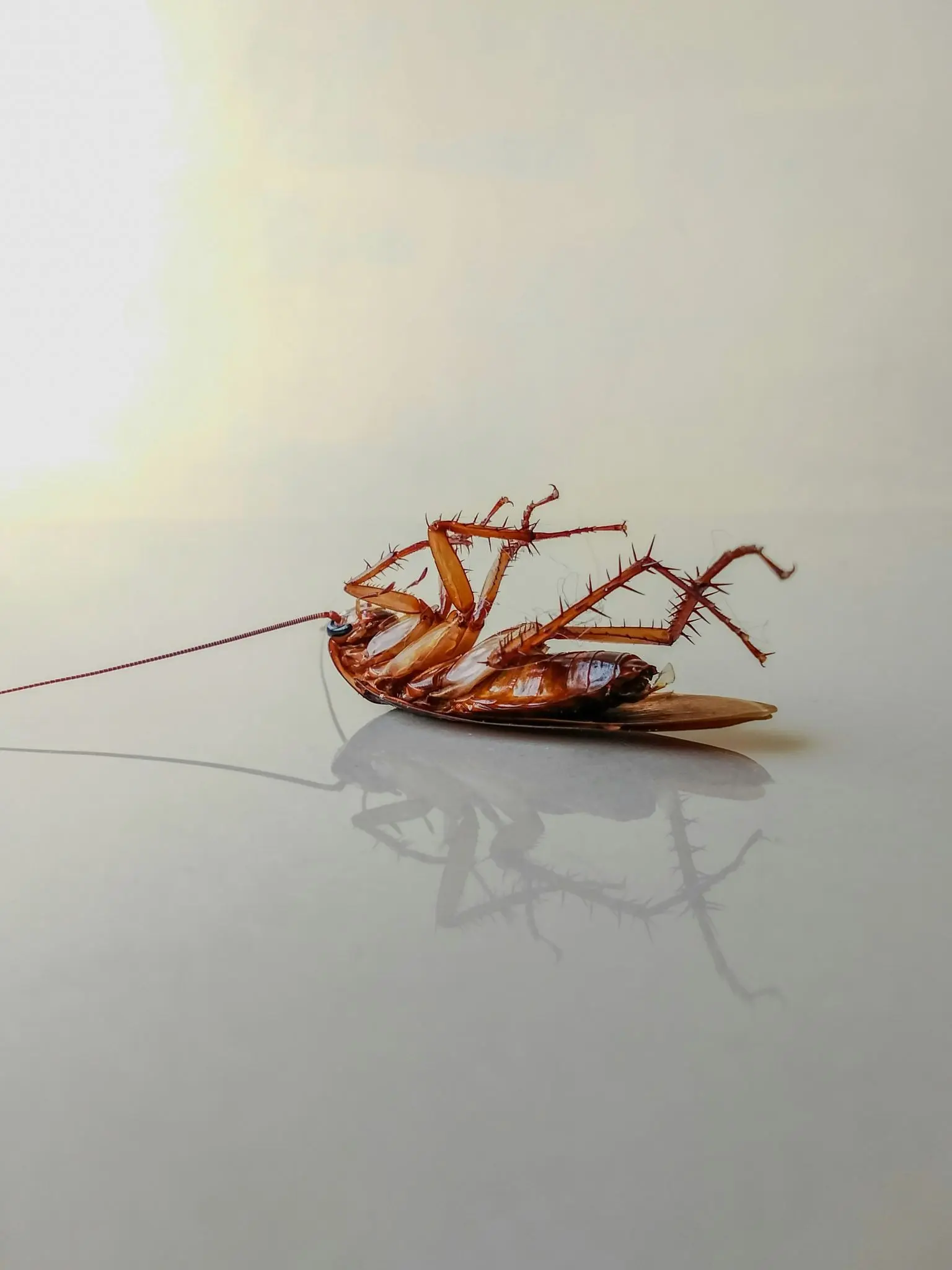 Dead cockroach lying on its back on a kitchen tile floor.